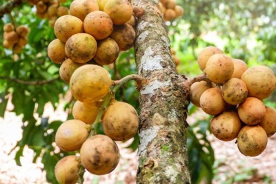 ลางสาด สรรพคุณและประโยชน์