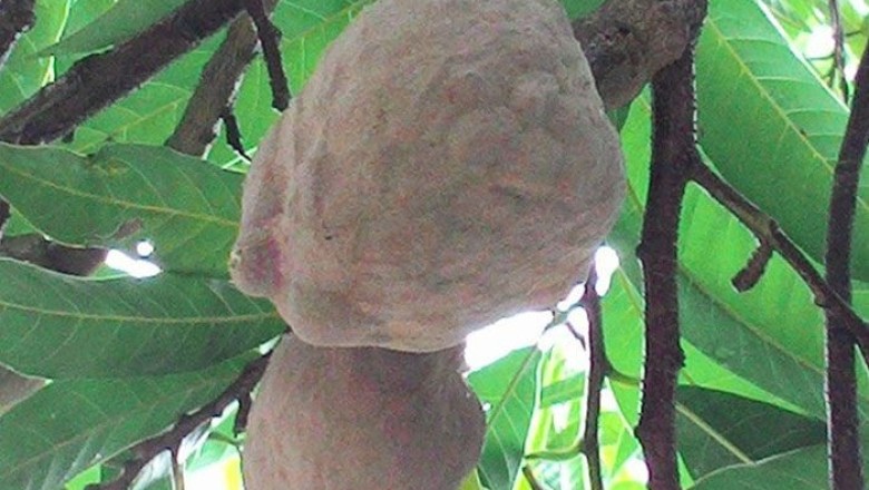 น้อยโหน่ง สรรพคุณและประโยชน์