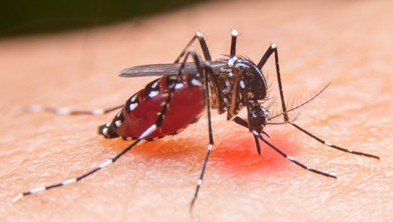 หน้าฝน ระวัง ไข้เลือดออก