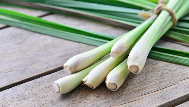 ตะไคร้ช่วยยับยั้งมะเร็งลำไส้