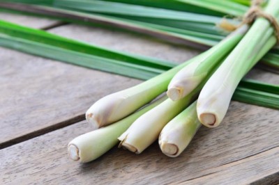 ตะไคร้ช่วยยับยั้งมะเร็งลำไส้