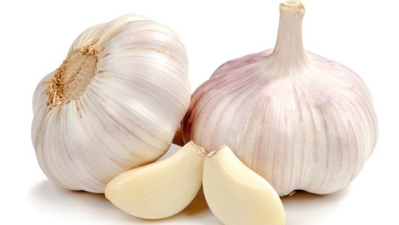 กระเทียมช่วยยับยั้งแบคทีเรีย