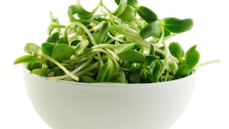 ต้นอ่อนทานตะวัน พืชจิ๋วมากประโยชน์