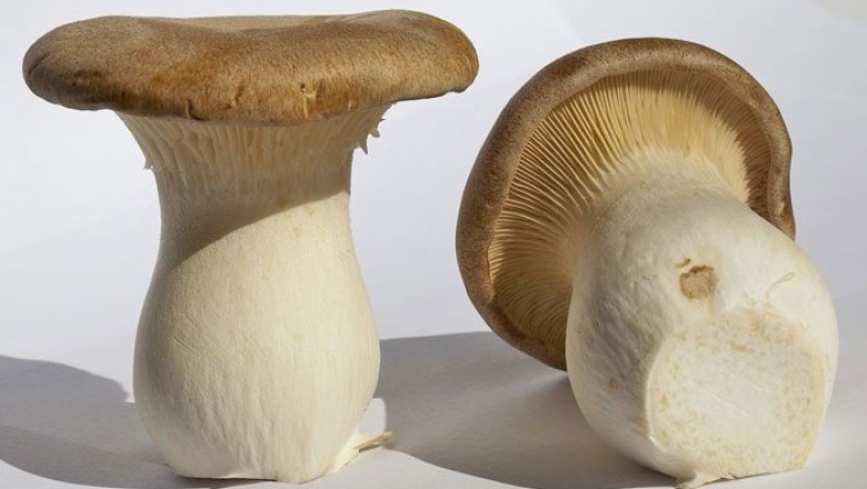 เห็ดออรินจิ กับประโยชน์ที่น่าทึ่ง