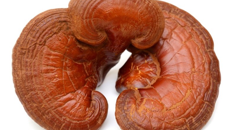 เห็ดหลินจือสมุนไพรรักษาโรค