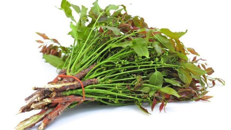 สะเดาลวกกับประโยชน์ที่น่าทึ่ง