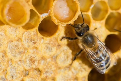 คุณค่าและประโยชน์ดีๆ จากนมผึ้ง