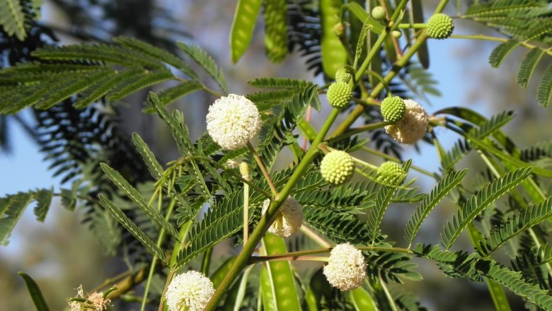 กระถิน สรรพคุณและประโยชน์