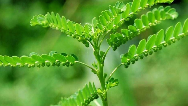 ลูกใต้ใบ สรรพคุณและประโยชน์